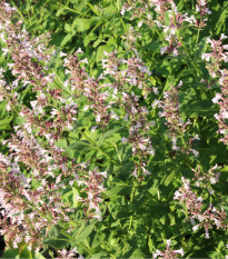 Šanta žilnatá Pink Cat - Nepeta nervosa - prodej semen - 15 ks