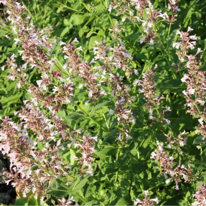 Šanta žilnatá Pink Cat - Nepeta nervosa - prodej semen - 15 ks