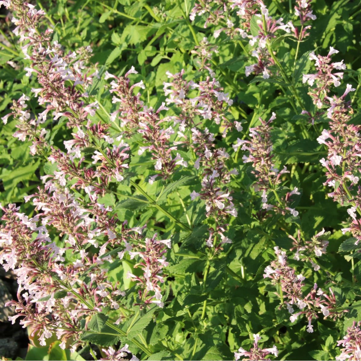 Šanta žilnatá Pink Cat - Nepeta nervosa - prodej semen - 15 ks