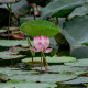 Lotos indický - Nelumbo nucifera - prodej semen - 2 ks