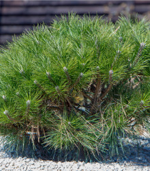 Borovice kleč - Pinus mugo pumilio - prodej semen borovice - 5 ks