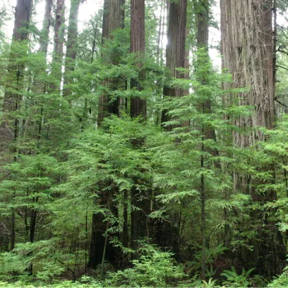 Sekvoj vždyzelená - Sequoia sempervirens - prodej semen - 3 ks