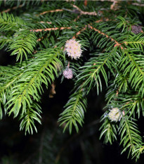 Jedle Pindrow - Abies pindrow - prodej semen - 15 ks