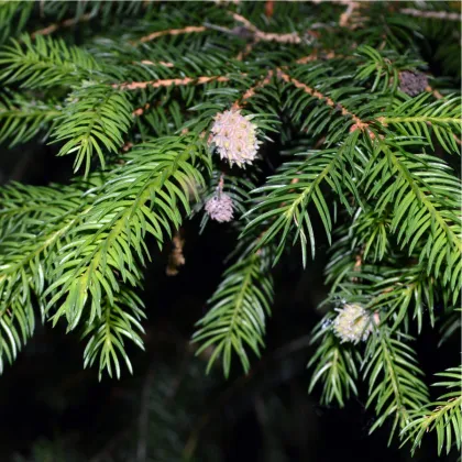 Jedle Pindrow - Abies pindrow - prodej semen - 15 ks