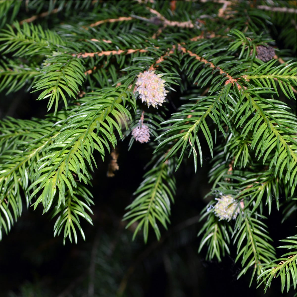 Jedle Pindrow - Abies pindrow - prodej semen - 15 ks
