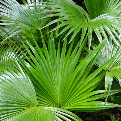 Palma čínská- semena- 3 ks