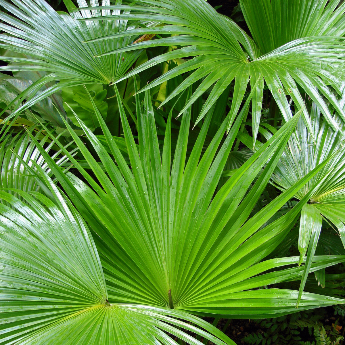 Palma čínská- semena- 3 ks