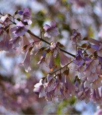 Paulovnie protáhlá - Paulownia elongata - prodej semen - 15 ks