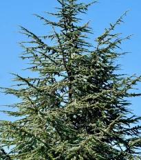 Cedr Himalájský - Cedrus deodara - prodej semen - 10 ks