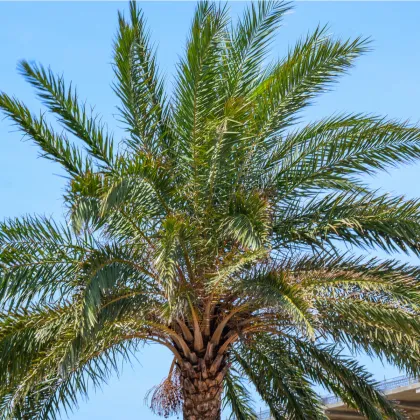 Žumara ztepilá - Trachycarpus fortunei - prodej semen - 2 ks