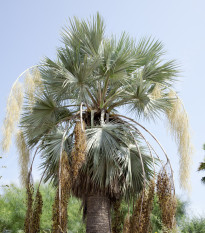Palma Braheova - Brahea armata - prodej semen - 2 ks