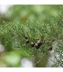 Jalovec čínský- Juniperus chinensis- semena Jalovce- 5 ks