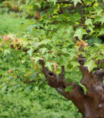 Javor Bürgerův - Acer buergerianum - prodej semen - 5 ks
