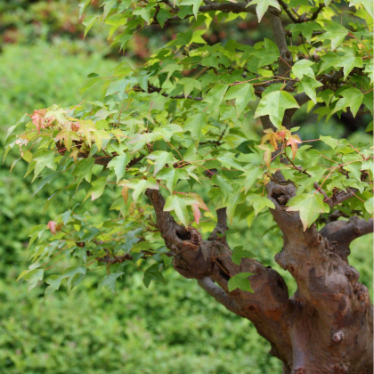 Javor Bürgerův - Acer buergerianum - prodej semen - 5 ks
