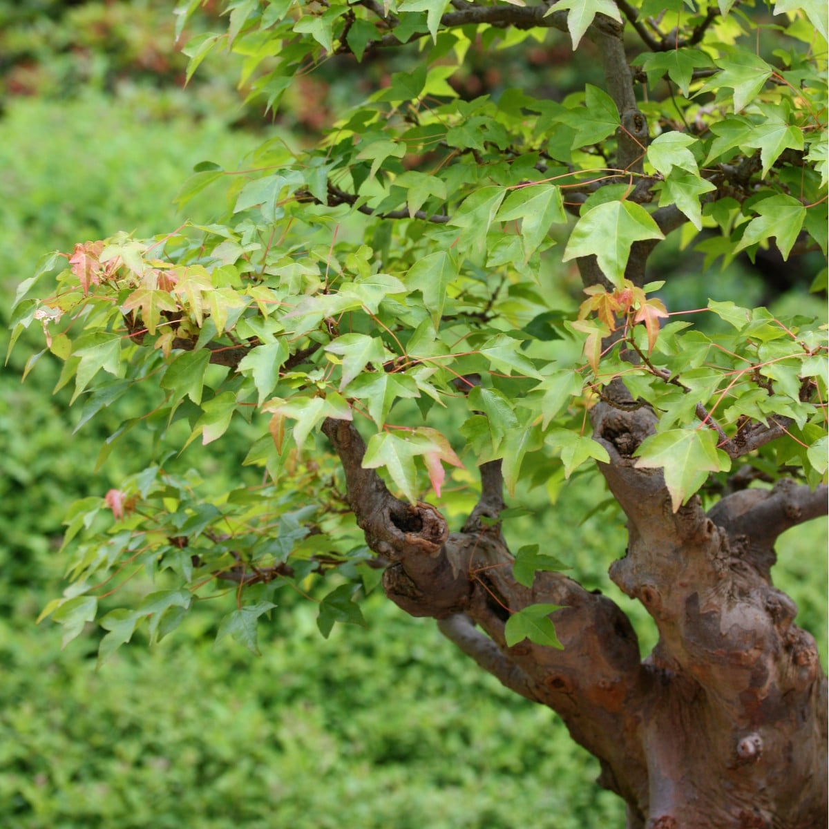 Javor Bürgerův - Acer buergerianum - prodej semen - 5 ks