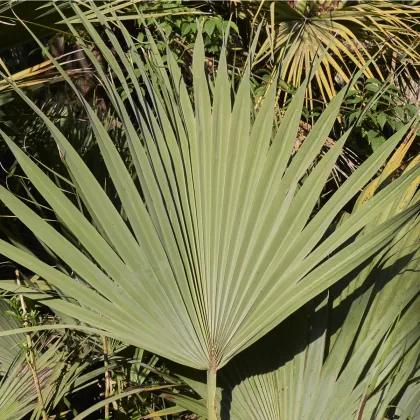 Palma stříbrná- Nannorrhops arabica- semena palmy- 3 ks