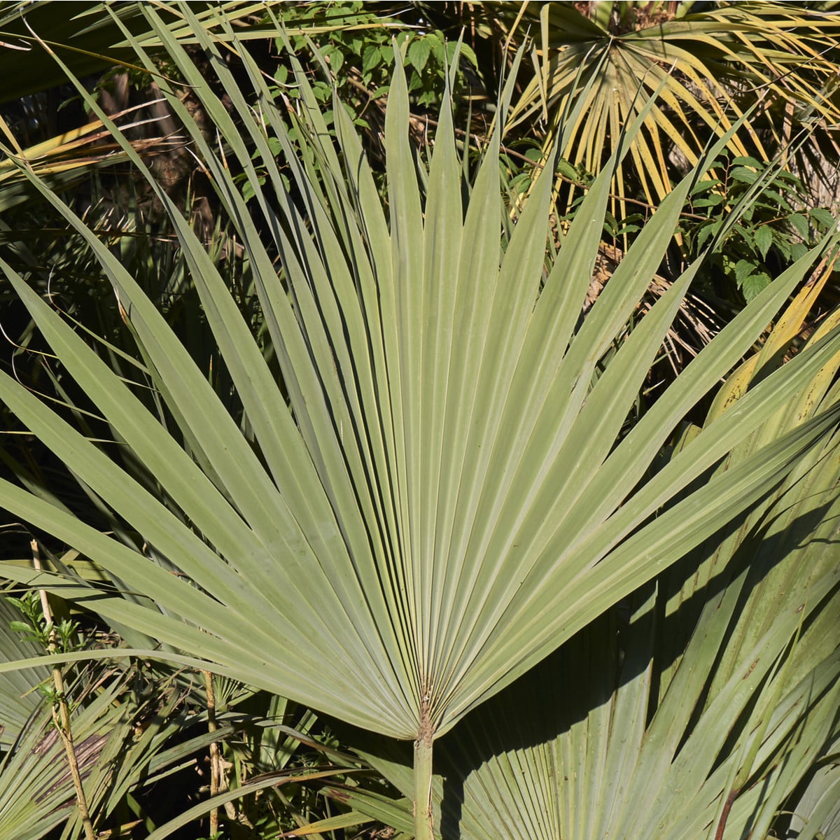 Palma stříbrná- Nannorrhops arabica- semena palmy- 3 ks