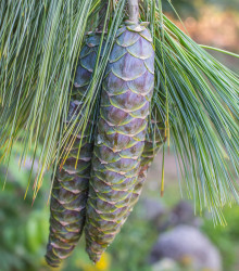 Borovice himalájská- Pinus wallichiana- semena borovice- 5 ks