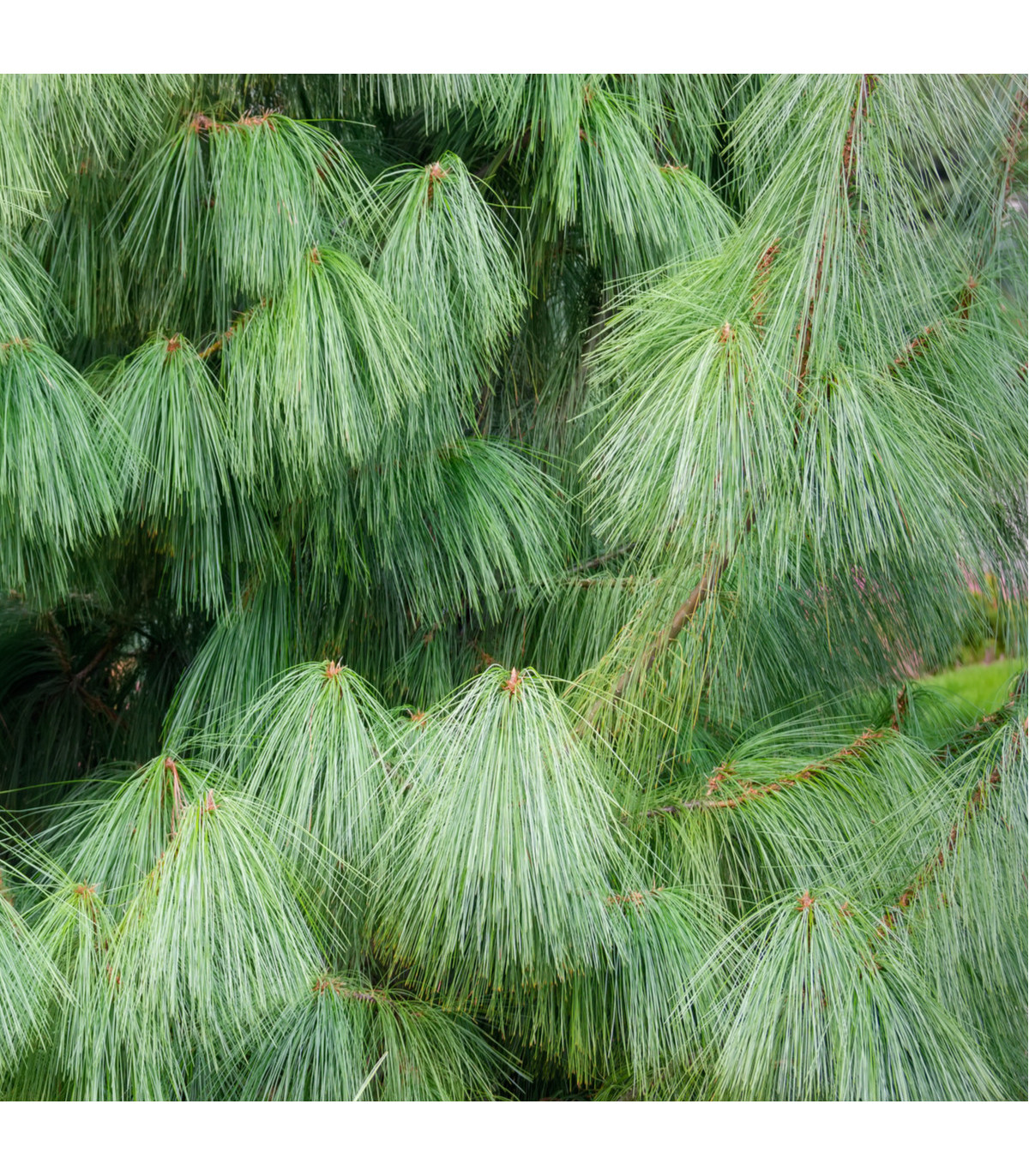 Borovice himalájská- Pinus wallichiana- semena borovice- 5 ks