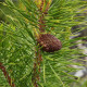 Borovice pokroucená- Pinus contorta- semena borovice- 7 ks-