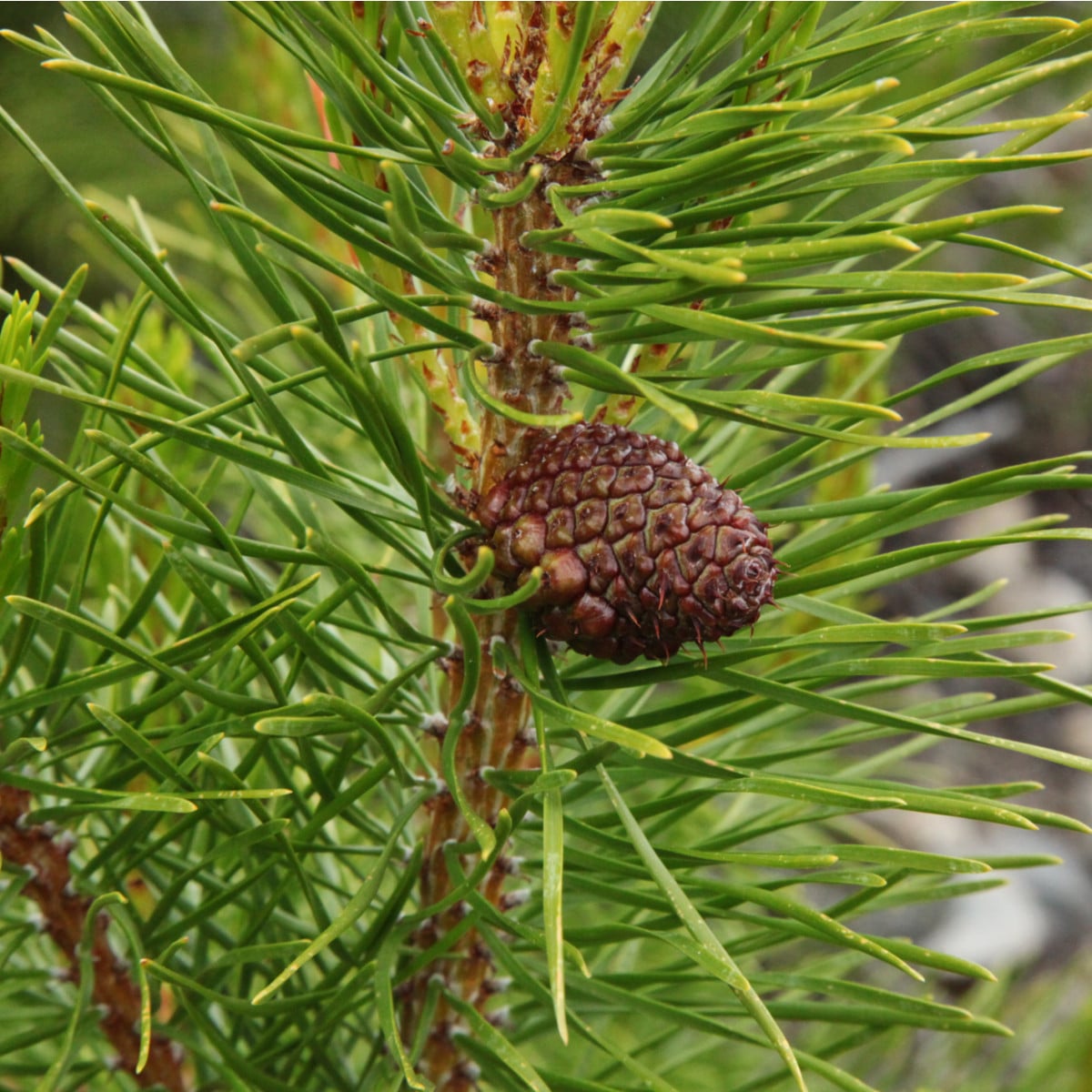 Borovice pokroucená- Pinus contorta- semena borovice- 7 ks-