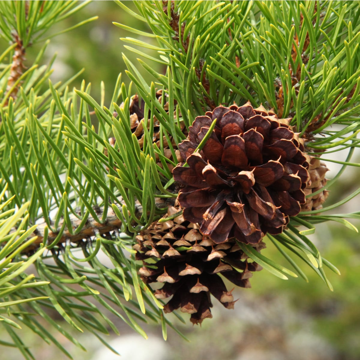 Borovice pokroucená- Pinus contorta- semena borovice- 7 ks-