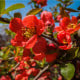 Kdoulovec - Chaenomeles japonica - prodej semen - 10 ks
