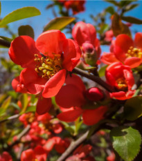 Kdoulovec - Chaenomeles japonica - prodej semen - 5 ks