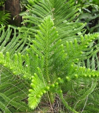 Kryptoméria japonská - Cryptomeria japonica - prodej semen - 4 ks