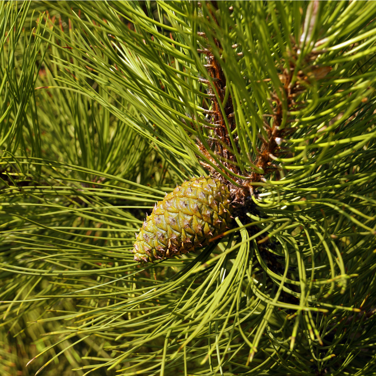 Borovice černá - Pinus nigra - prodej semen - 4 ks