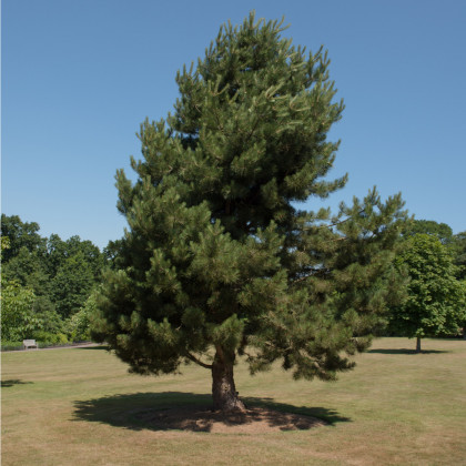 Borovice černá - Pinus nigra - prodej semen - 4 ks