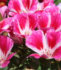 Zářivka velkokvětá - Godetia grandiflora - prodej semen - 0,1 g
