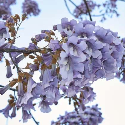 Paulovnie Shan Tong - Paulownia Shantong hybrid - prodej semen - 15 ks