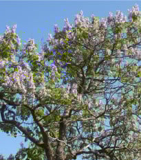 Paulovnie Shan Tong - Paulownia Shantong hybrid - prodej semen - 15 ks