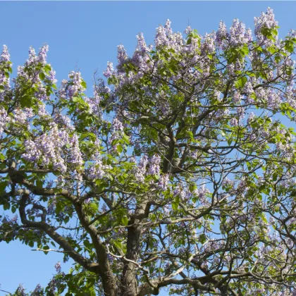 Paulovnie Shan Tong - Paulownia Shantong hybrid - prodej semen - 15 ks