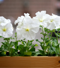 Letničky Zahradní sen v bílém - směs - prodej semen - 0,9 g