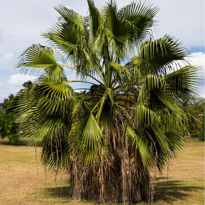 Palma - Washingtonia robusta - prodej semen - 3 ks