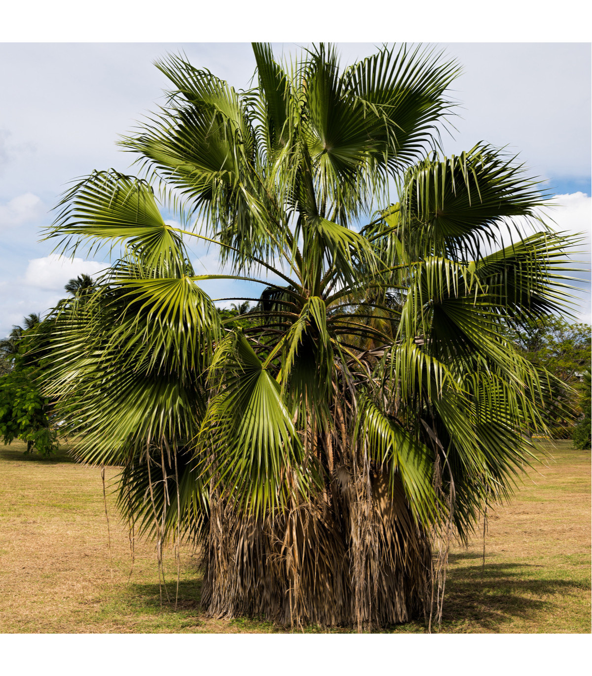 Palma Washingtonia robusta - prodej semínek - 3 ks