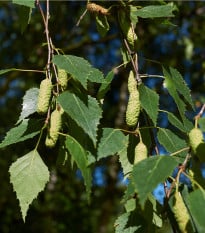 Bříza bělokorá - Betula pendula - prodej semen - 15 ks