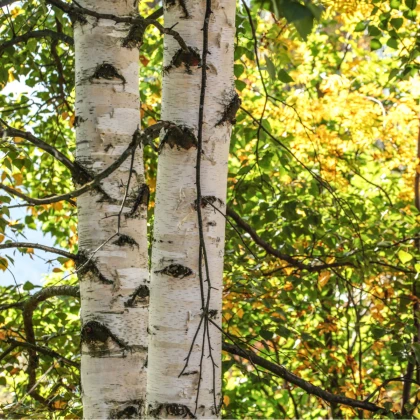 Bříza bělokorá - Betula pendula - prodej semen - 15 ks