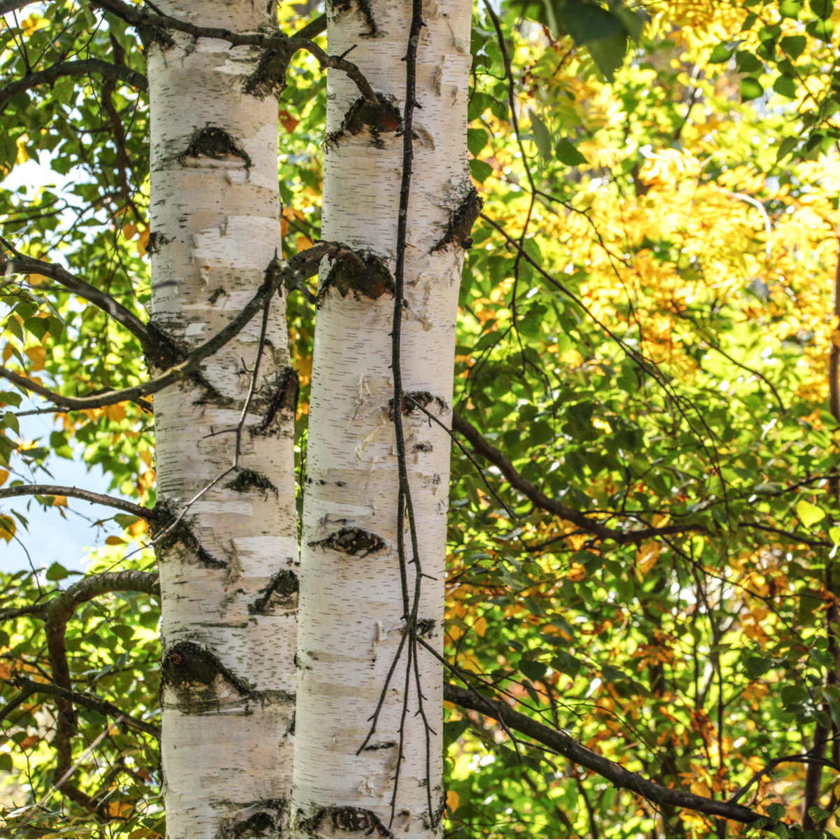 Bříza bělokorá - Betula pendula - prodej semen - 15 ks
