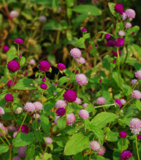 Pestrovka kulovitá směs barev - Gomphrena globosa - prodej semen - 35 ks