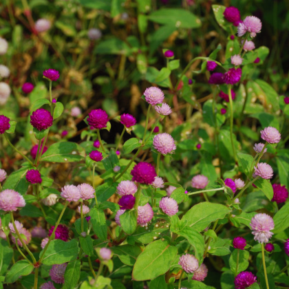 Pestrovka kulovitá směs barev - Gomphrena globosa - prodej semen - 35 ks
