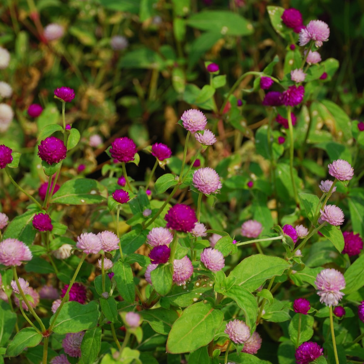 Pestrovka kulovitá směs barev - Gomphrena globosa - prodej semen - 35 ks