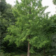 Metasekvoj čínská - Metasequoia glyptostroboides - prodej semen - 10 ks