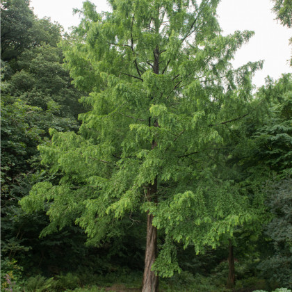 Metasekvoj čínská - Metasequoia glyptostroboides - prodej semen - 10 ks