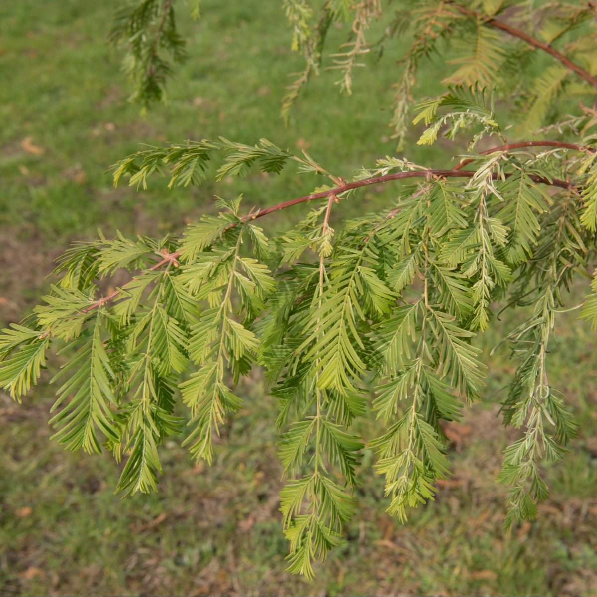 Metasekvoj čínská - Metasequoia glyptostroboides - prodej semen - 10 ks