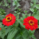 Ostálka jiřinkokvětá fialová - Zinnia elegans - prodej semen - 50 ks
