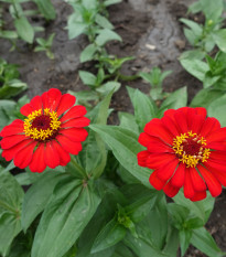 Ostálka jiřinkokvětá fialová - Zinnia elegans - prodej semen - 50 ks