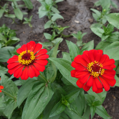 Ostálka jiřinkokvětá fialová - Zinnia elegans - prodej semen - 50 ks